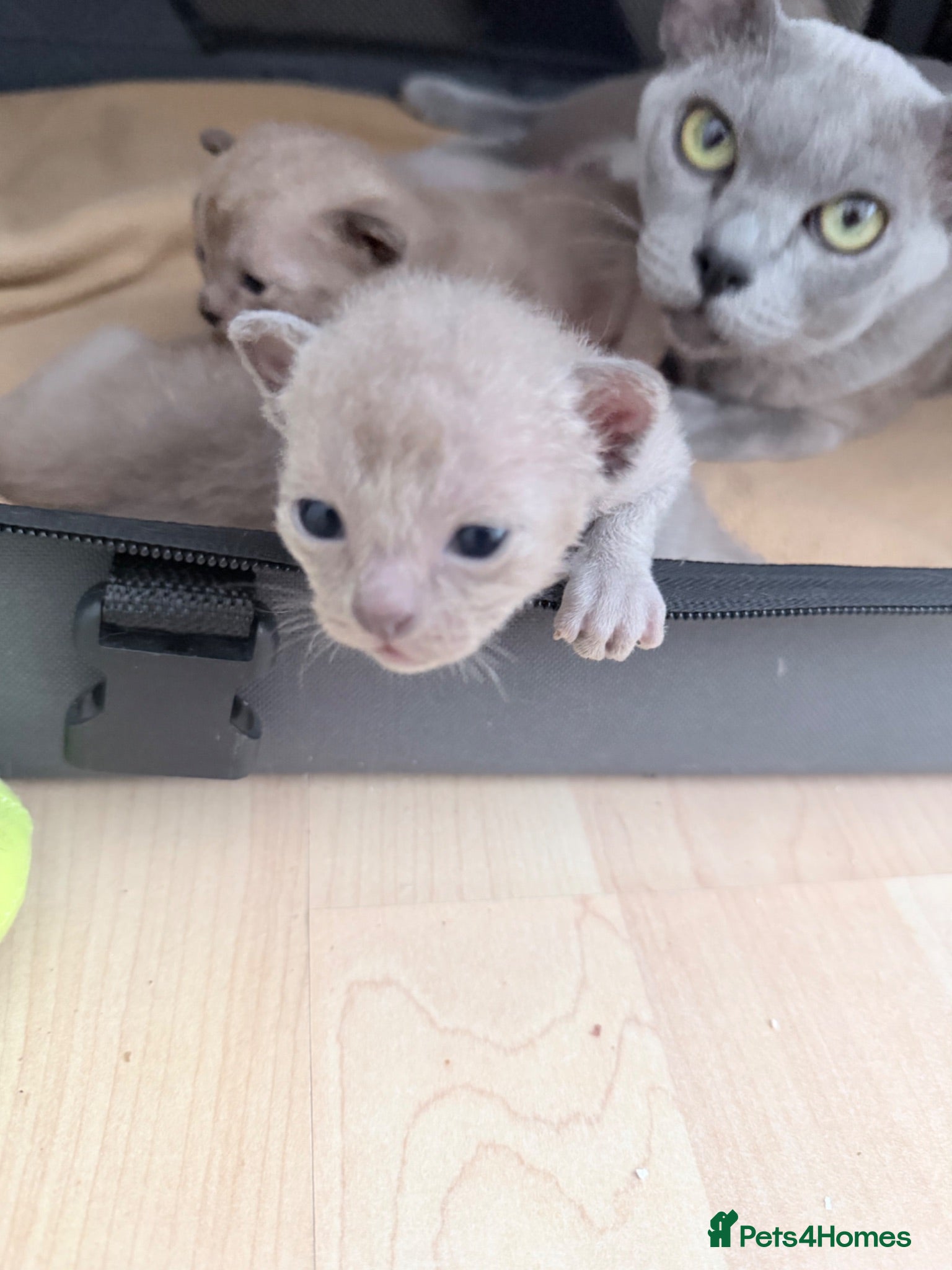 Burmese cats GCCF registered Burmese Kittens-Brown boy availabl - Advert 2