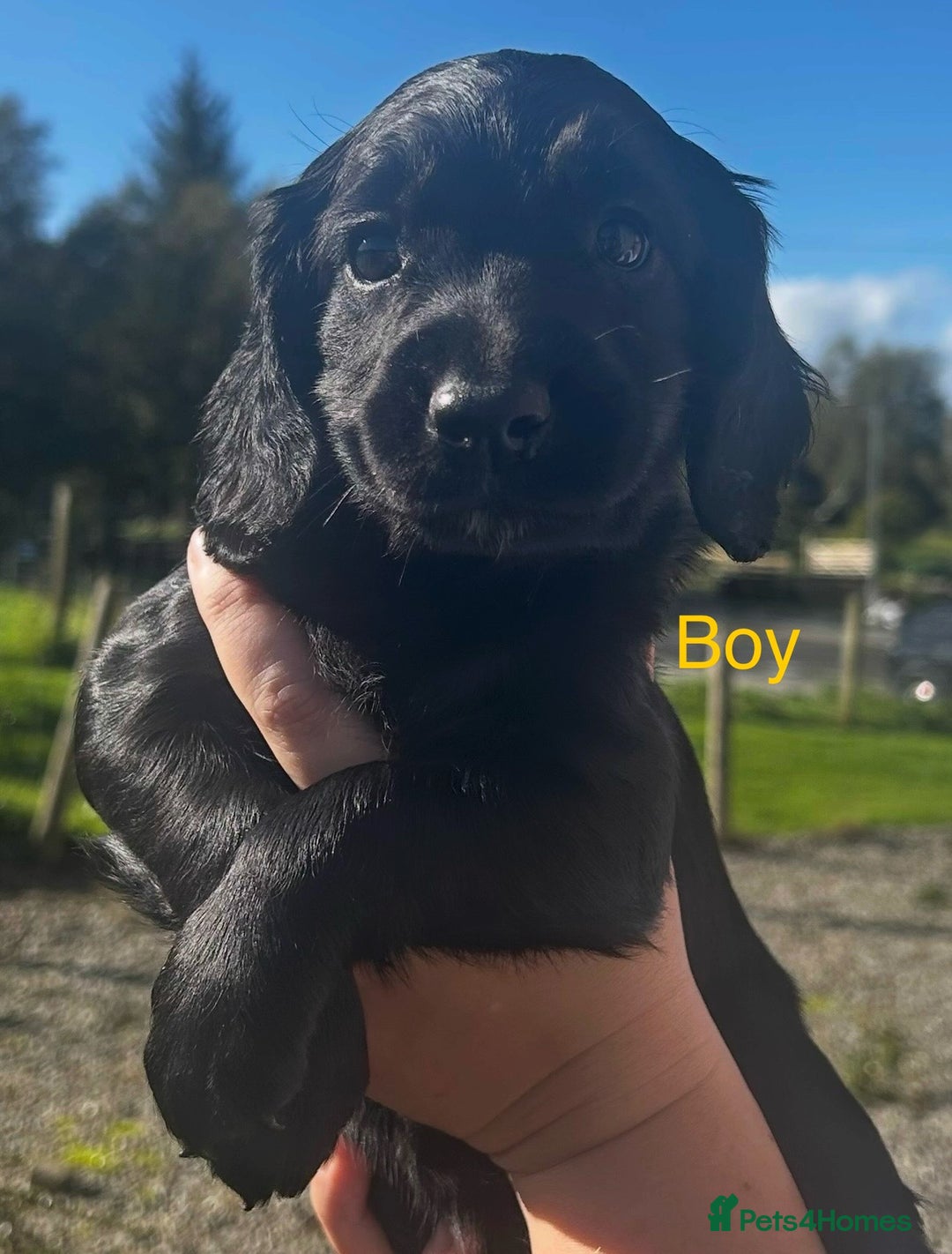 Cocker Spaniel dogs for sale: KC registered working cocker spaniels  - Image 6