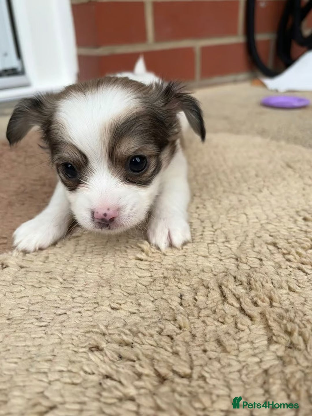 Chihuahua dogs for sale: Adorable Chihuahua Puppies for sale - Advert 2