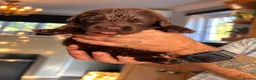 Newfoundland dogs for sale: Beautiful kc health tested Newfoundland puppies  - Advert 9