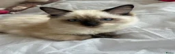 Ragdoll cats for sale: 😸🐾Pure Ragdoll kitties😸🐾 2 male & 1 female🐾😸 - Advert 5