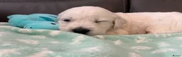 Golden Retriever dogs for sale: KC Old English Cream Golden Retriever Puppies  - Advert 6