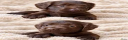 Cockapoo dogs for sale: Super Quality Cockerpoos  - Advert 14
