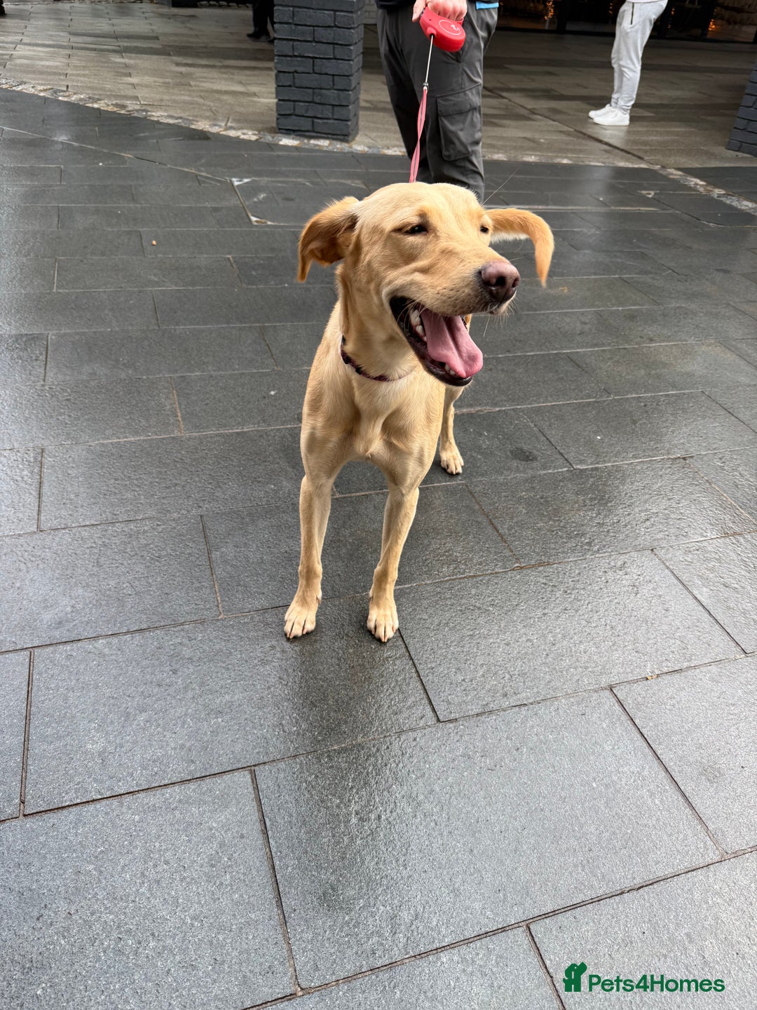 Mixed Breed dogs for sale: Luna female  - Advert 5