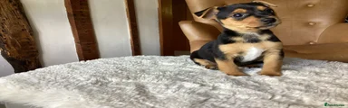 Jack Russell Puppy 7