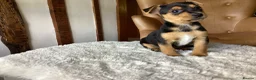 Jack Russell dogs for sale: Gorgeous Miniature Black and Tan Jack Russells in Llanbrynmair - Advert 6