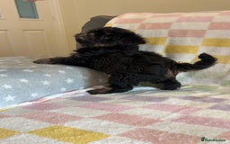 Griffon Bruxellois dogs for sale: Exceptionally confident beautys - Image 4