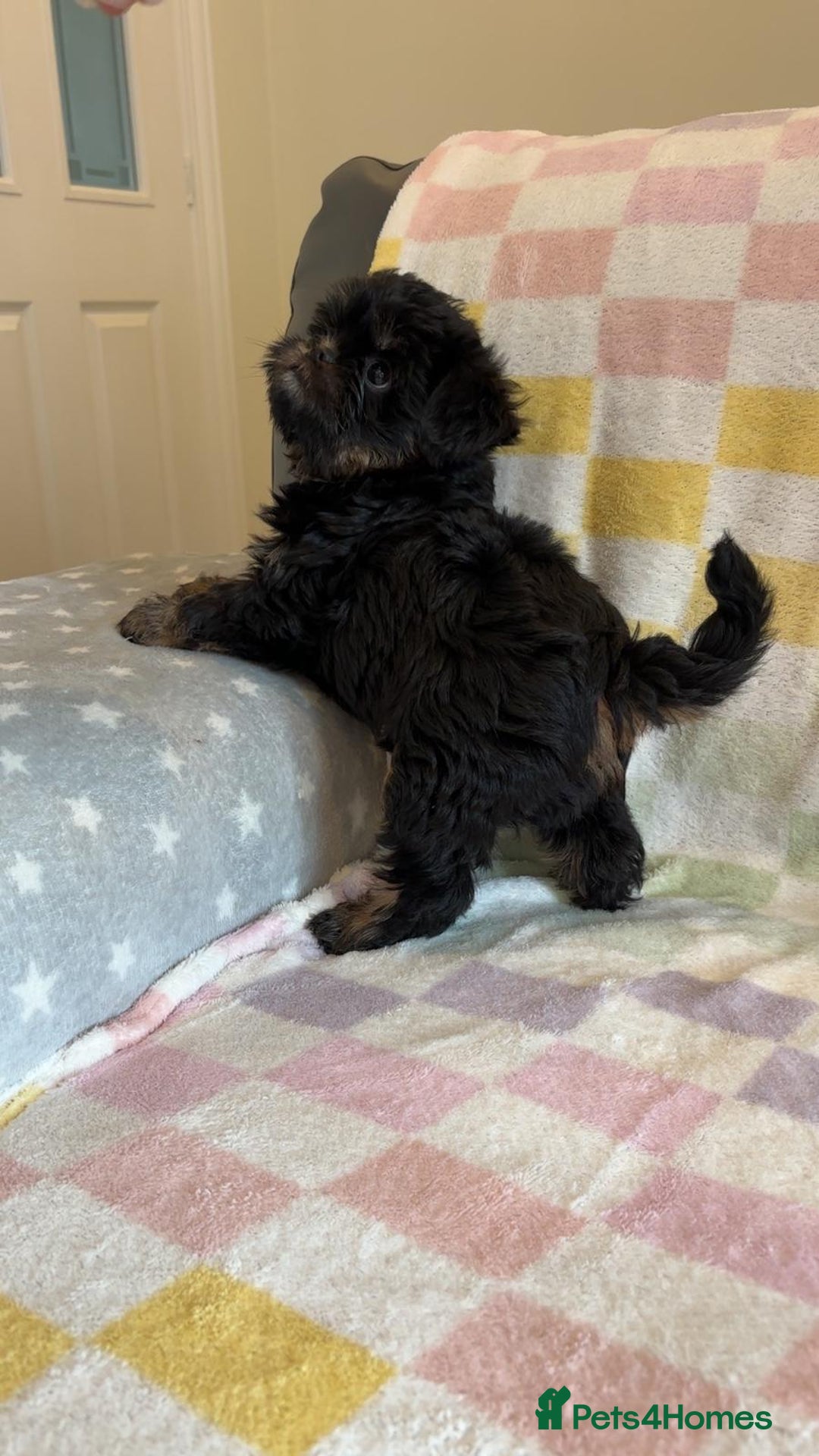 Griffon Bruxellois dogs for sale: Exceptionally confident beautys - Image 4
