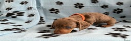 Miniature Dachshund dogs for sale: ADORABLE MINIATURE DACHSHUND PUPPIES FOR SALE - Advert 4