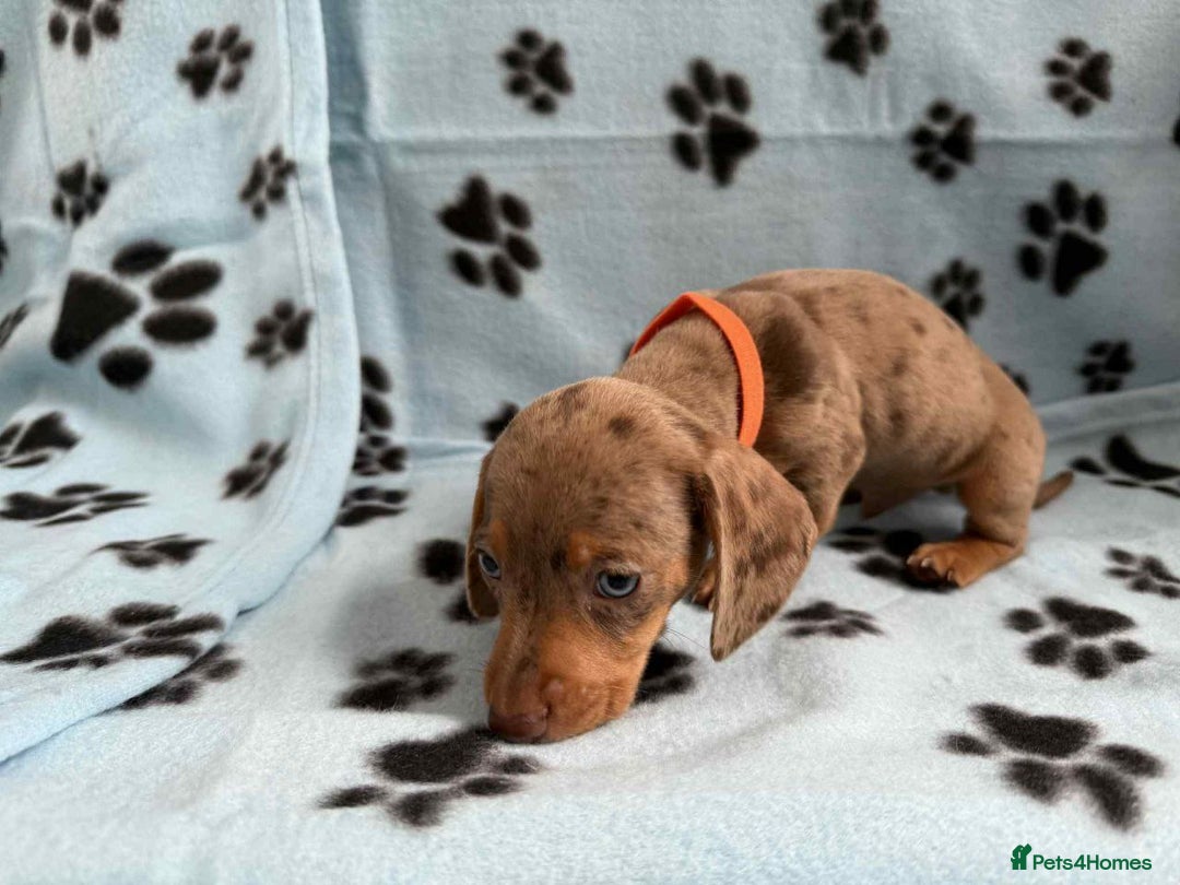 Miniature Dachshund dogs for sale: ADORABLE MINIATURE DACHSHUND PUPPIES FOR SALE - Advert 4