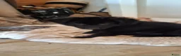 German Shepherd dogs for sale: Adorable German Shepherd puppies  in Brigg - Advert 14
