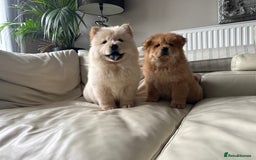 Chow Chow dogs for sale: Chow chow last 1 red female in picture  - Image 11