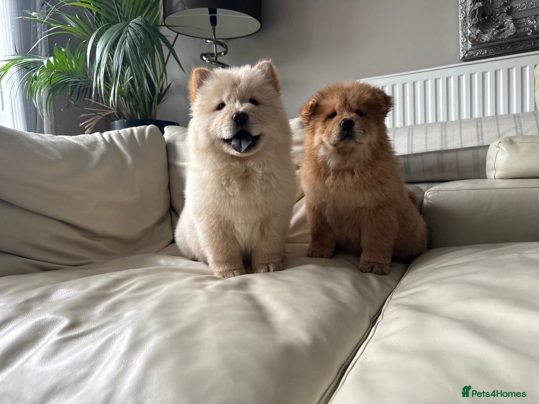 Chow Chow dogs for sale: Chow chow last 1 red female in picture  - Image 11