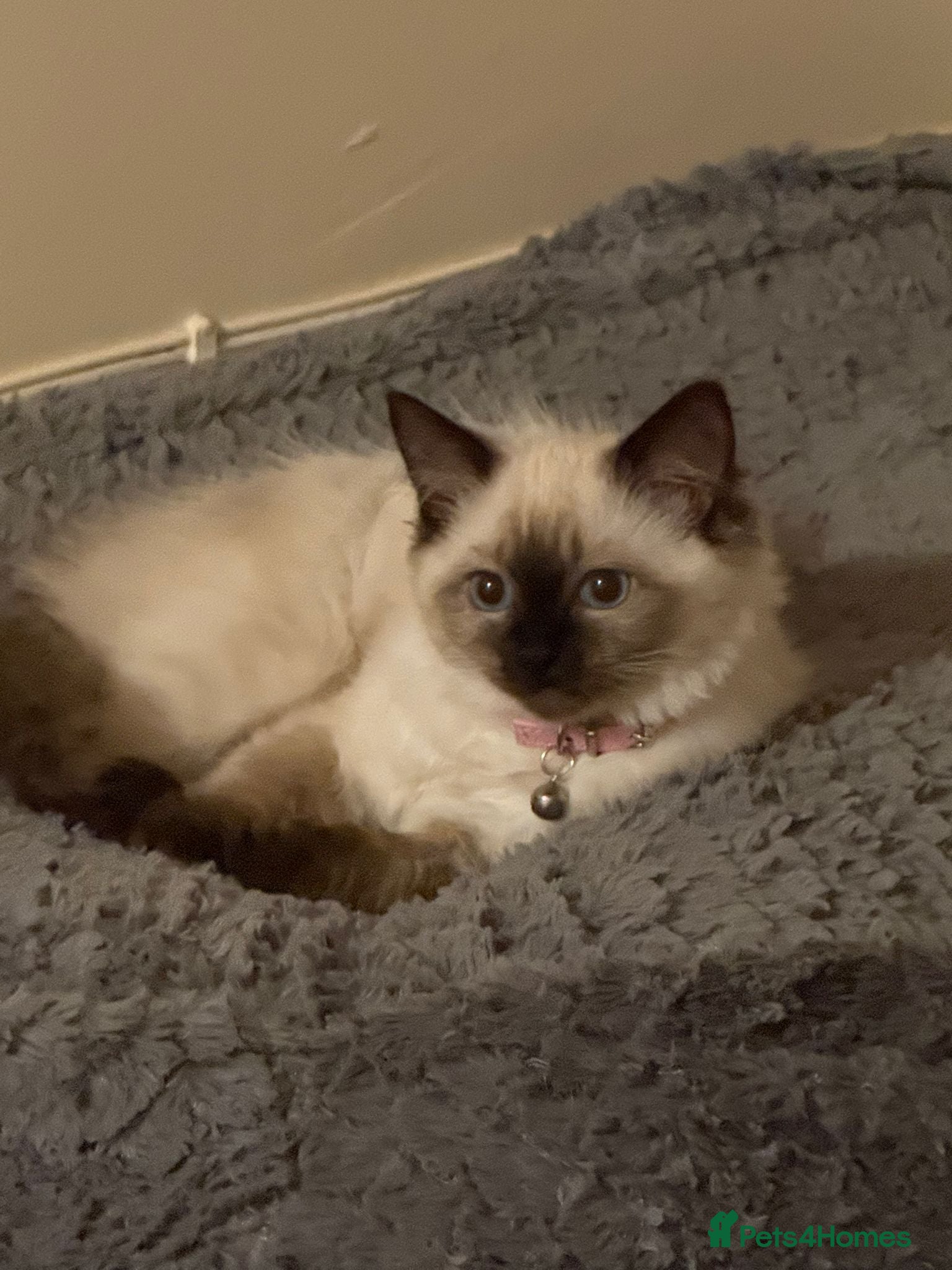 Ragdoll cats Tilly - Advert 1