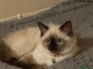 Ragdoll cats Tilly - Advert 1