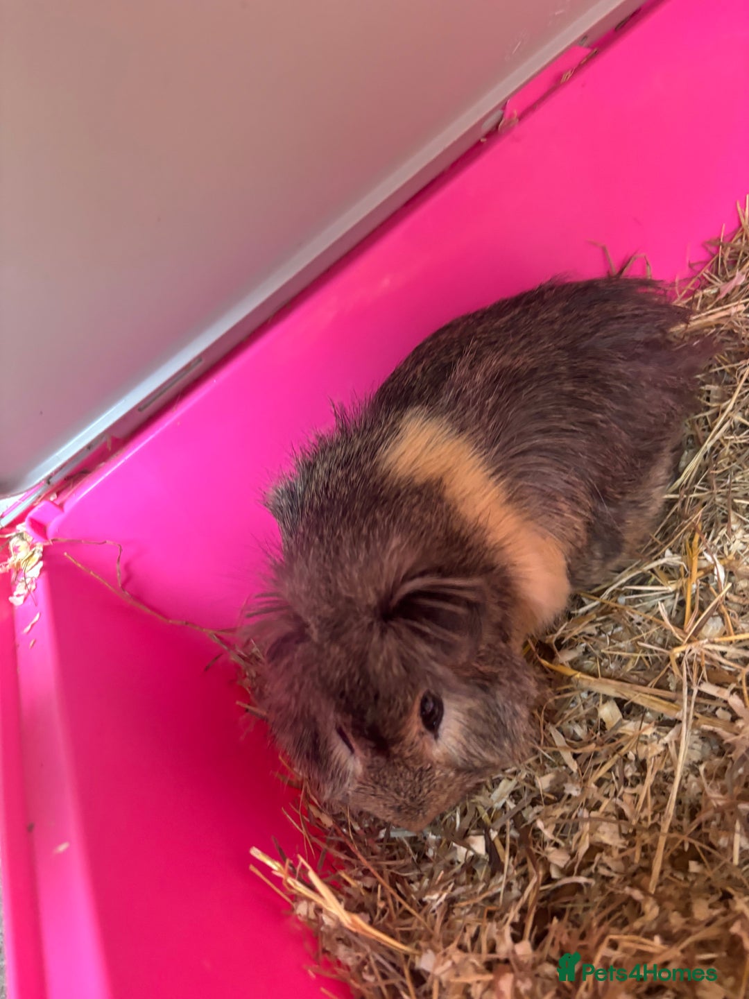 Guinea Pig rodents for sale: 3 male guniea pigs  - Image 3
