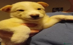 Mixed Breed dogs for sale: Alaskan malamute cross collies puppies  - Image 10