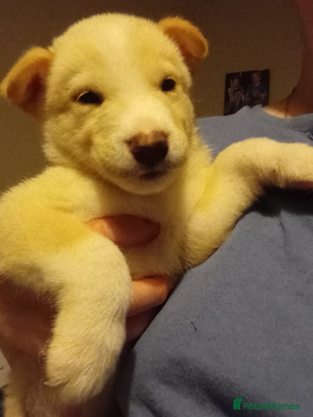 Mixed Breed dogs for sale: Alaskan malamute cross collies puppies  - Image 10