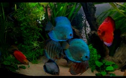 Killifish fish for sale: the fish that are in the photo Read the descriptio - Image 1