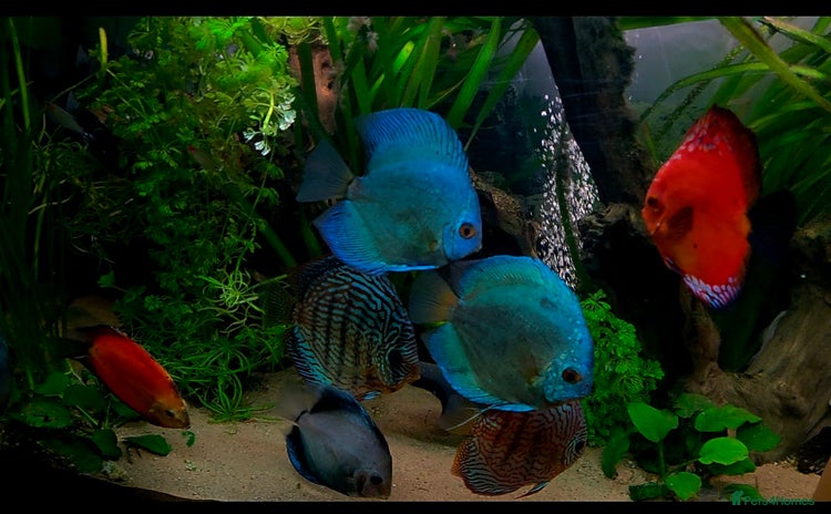 Killifish fish - Advert 1