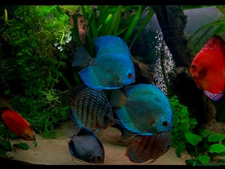 Killifish fish - Advert 42