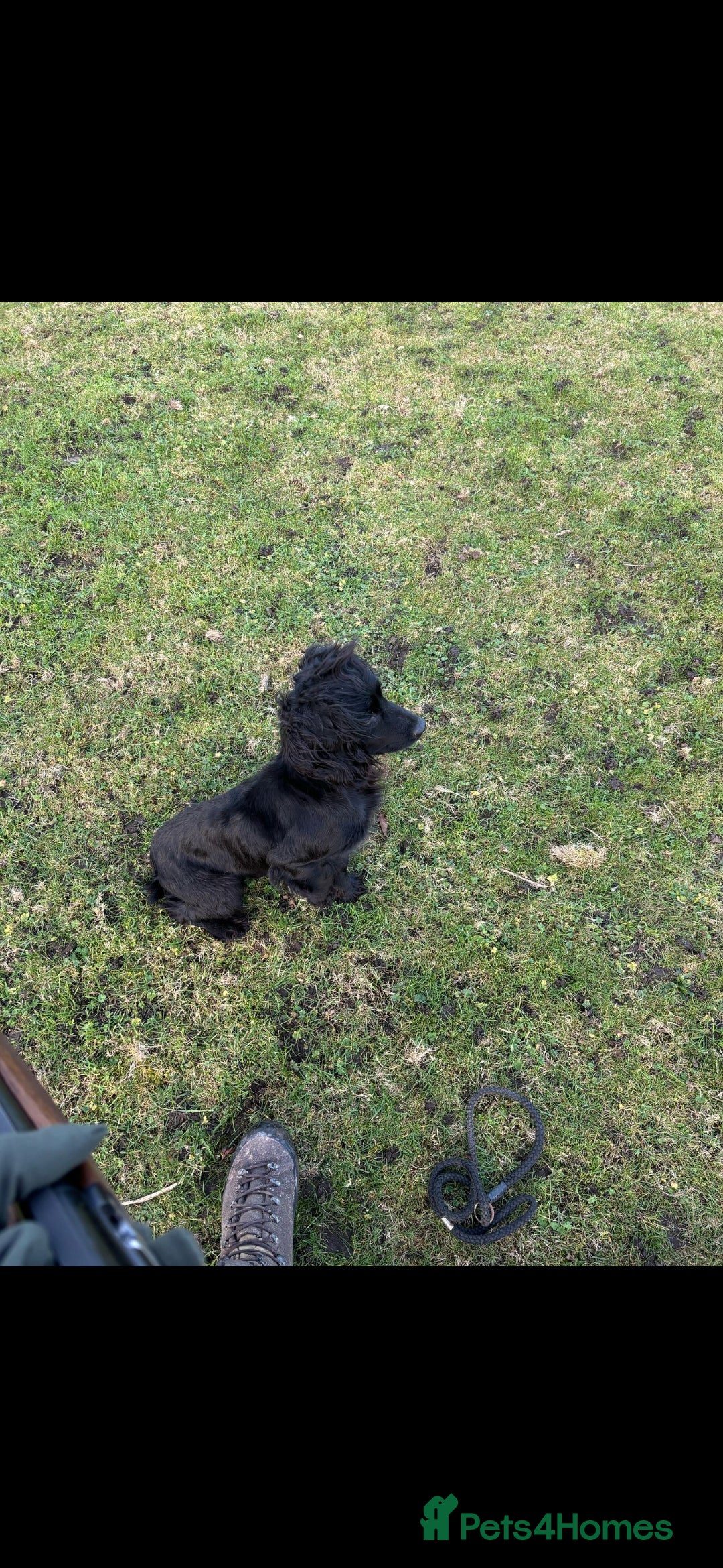 Cocker Spaniel dogs for sale: Working cocker spaniels 4 weeks old - Image 6