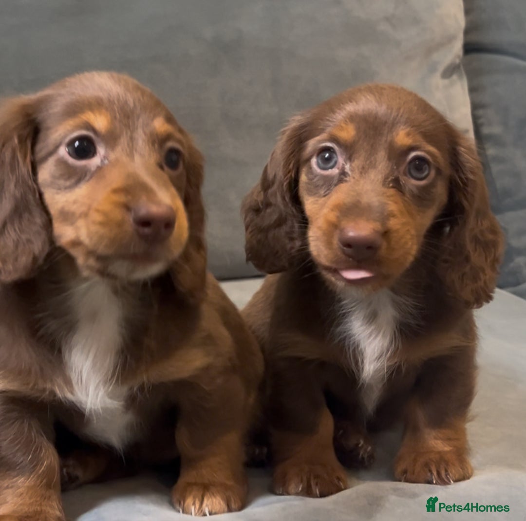 Miniature Dachshund dogs for sale: KC reg PRA clear long hair mini dachshund puppies  in Maidstone - Image 25