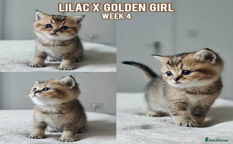 British Shorthair cats - Advert 12
