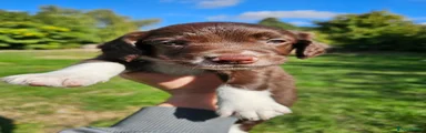 Sprollie 4