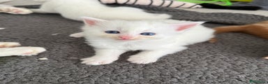 Pure white Female Kitten