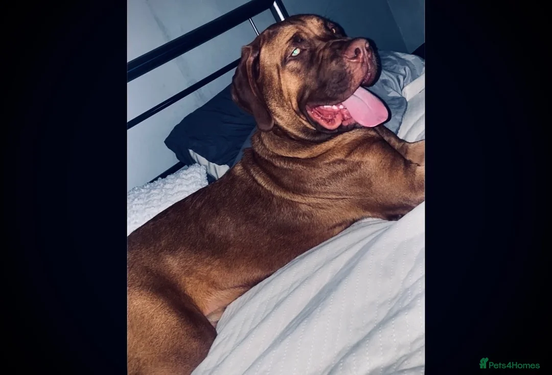 Dogue De Bordeaux dogs for sale: Dogue de Bordeaux - Advert 4