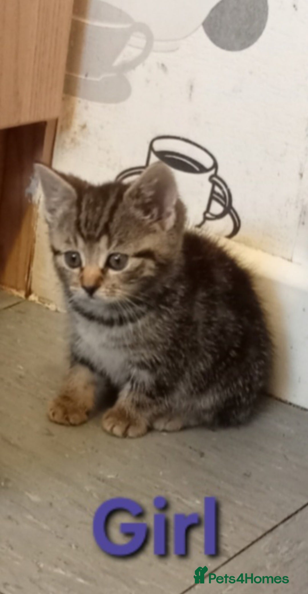 Mixed Breed cats for sale: Beautiful tabby kittens  - Advert 3