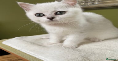 British Shorthair cats - Advert 3