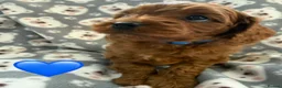 Cavapoo dogs for sale: Stunning Fox Red F1 Cavapoo Puppies H/C  - Advert 24