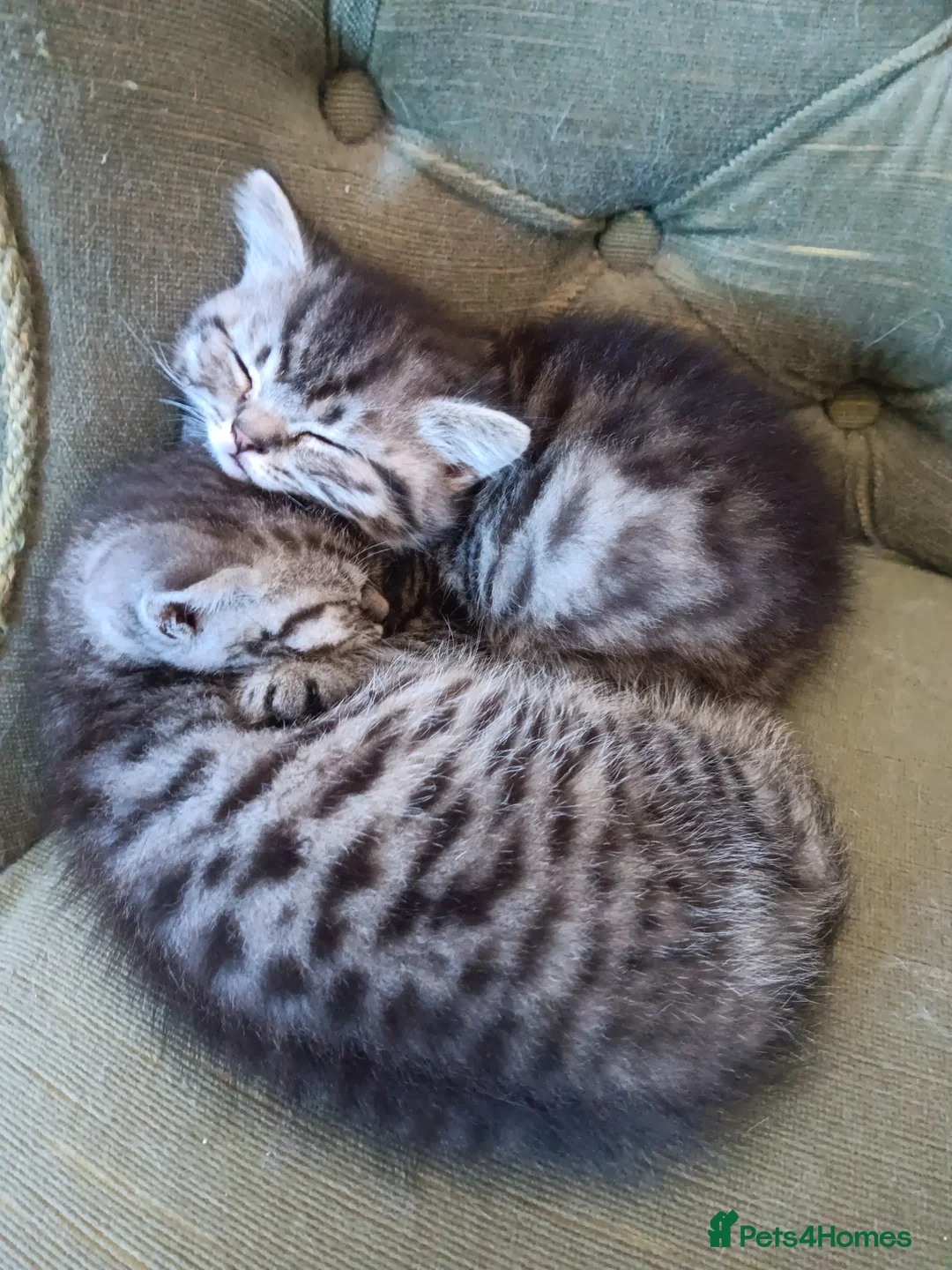British Shorthair cats for sale: Stunning silver tabby kittens  - Advert 2