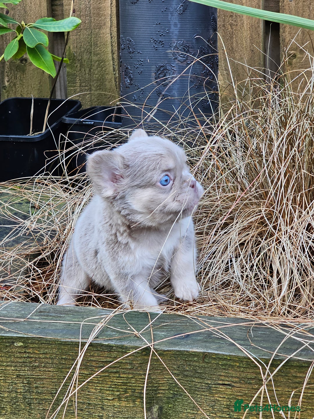 French Bulldog dogs for sale: French bulldog pups isabella and tan fluffy  - Advert 12