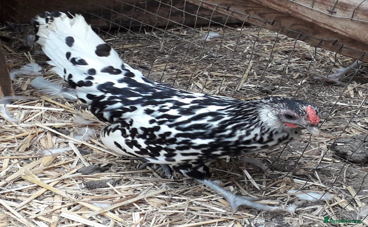 Chickens poultry - Advert 4