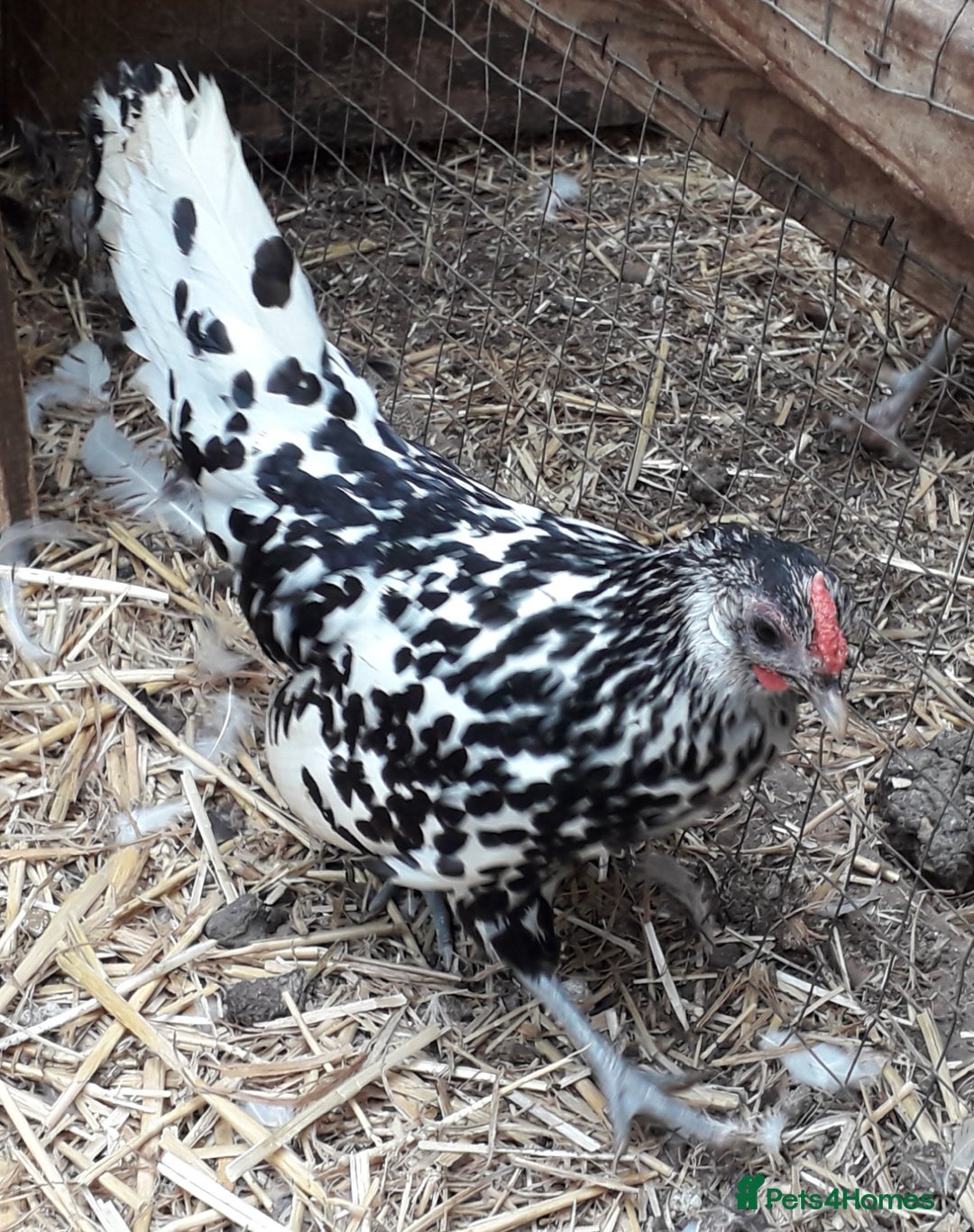 Chickens poultry for sale: Silver spangled Hamburg bantams  - Image 1