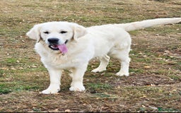 Golden Retriever dogs for stud: *Fully DNA clear, A/A 0/0, KC show lines for stud* - Image 7