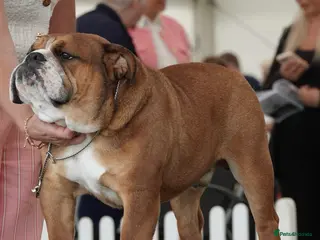 English Bulldog dogs KC registered standard Bulldog - Advert 8