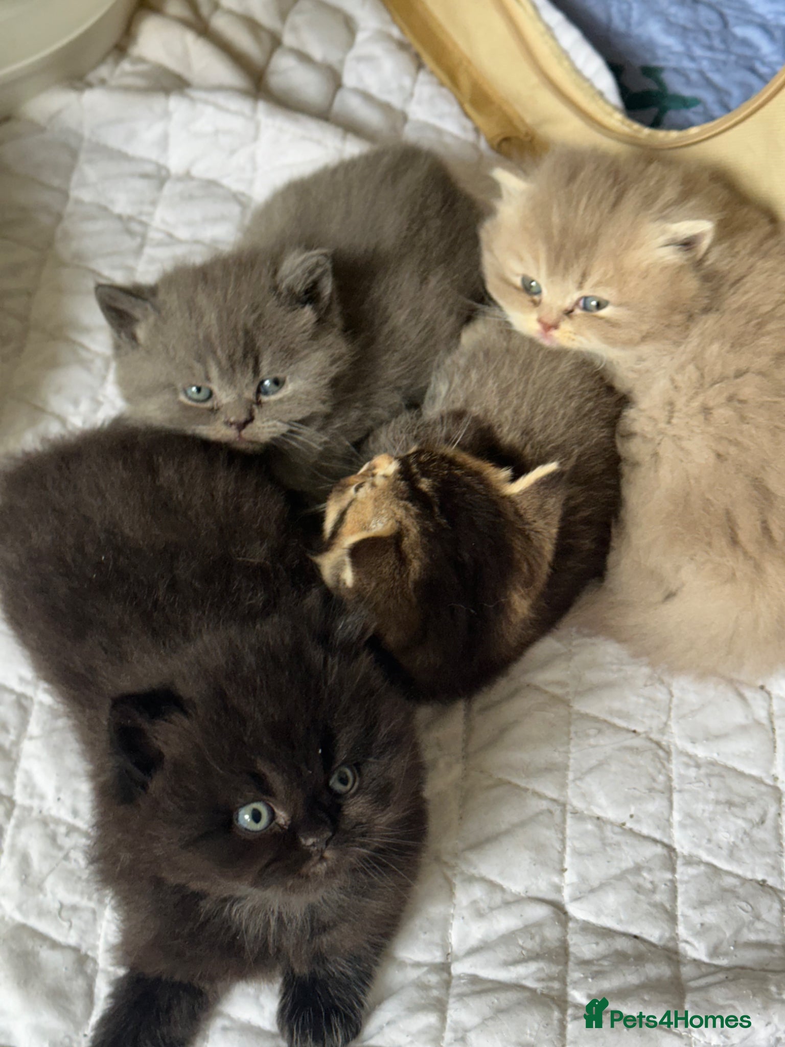 British Shorthair cats Pure breed from registered parents BLH / BSH - Advert 1