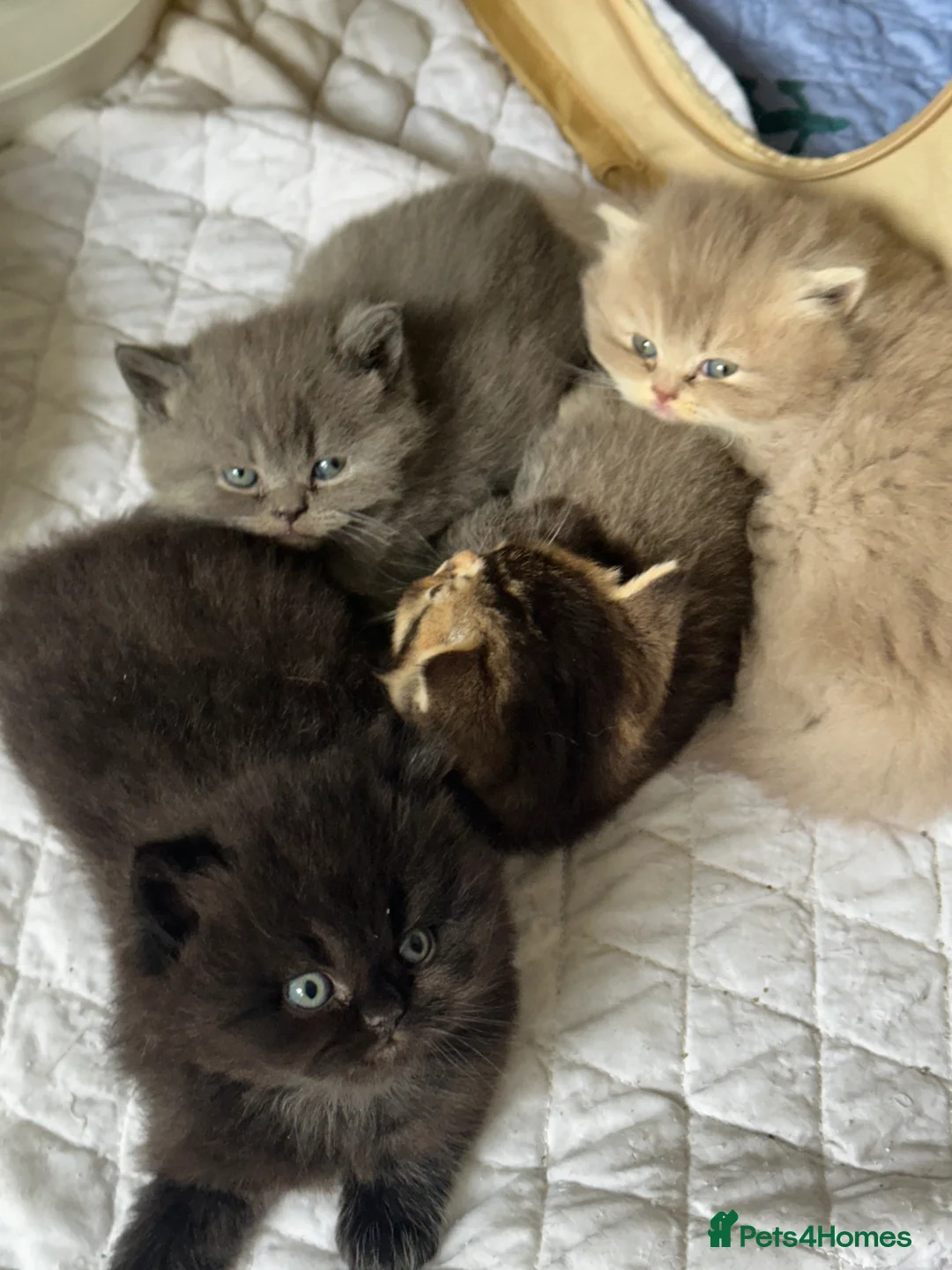 British Shorthair cats for sale: Pure breed from registered parents BLH / BSH - Advert 1