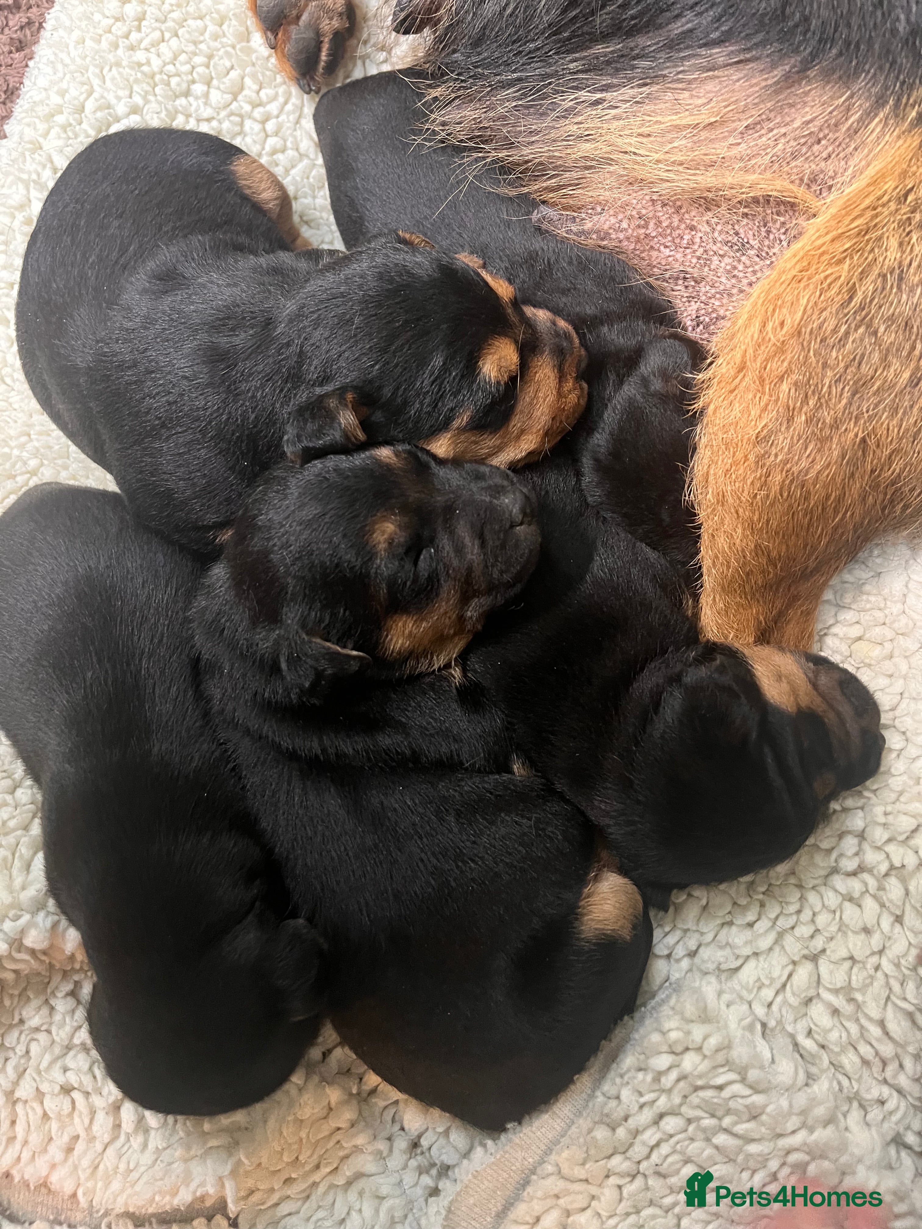 Mixed Breed dogs Stunning Lakeland X Jack Russell Pups  - Advert 6