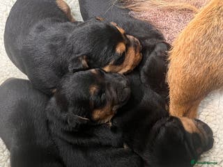 Mixed Breed dogs Stunning Lakeland X Jack Russell Pups - Advert 6