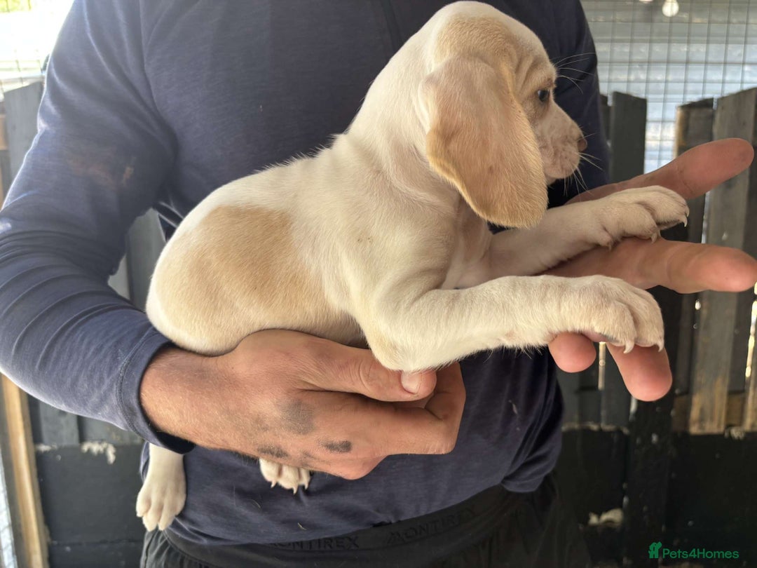 Beagle dogs for sale: 7 wonderful cocker spaniel x beagle❤️🏡 - Image 19