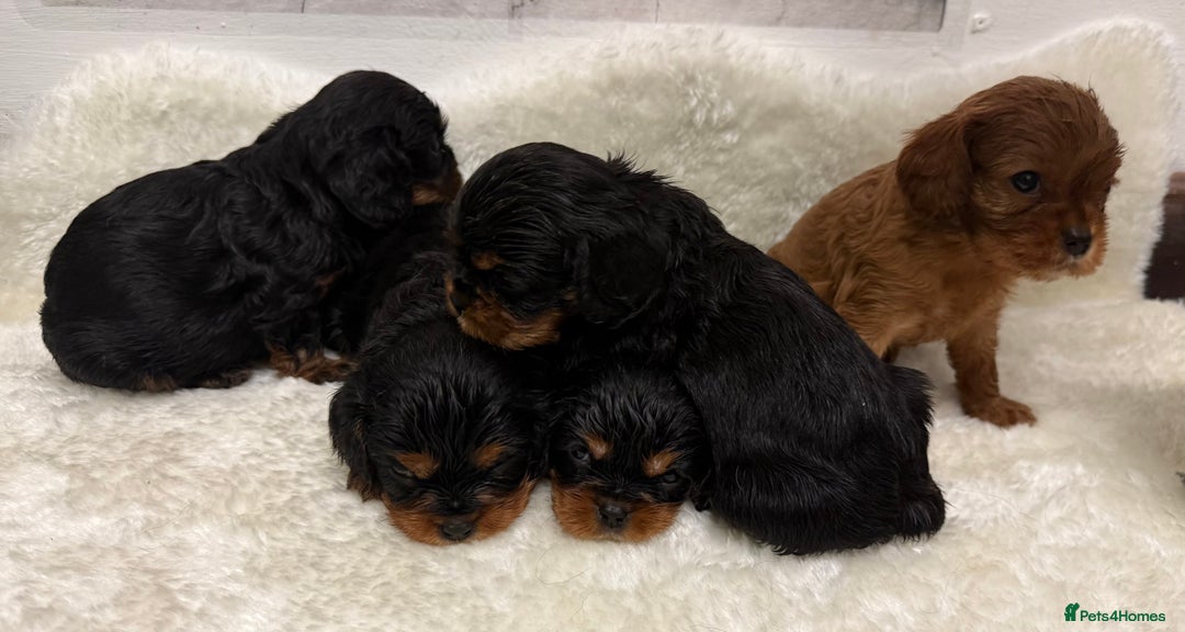 Cavalier King Charles Spaniel dogs for sale: KC King Charles Cavalier Puppies for sale  - Advert 13