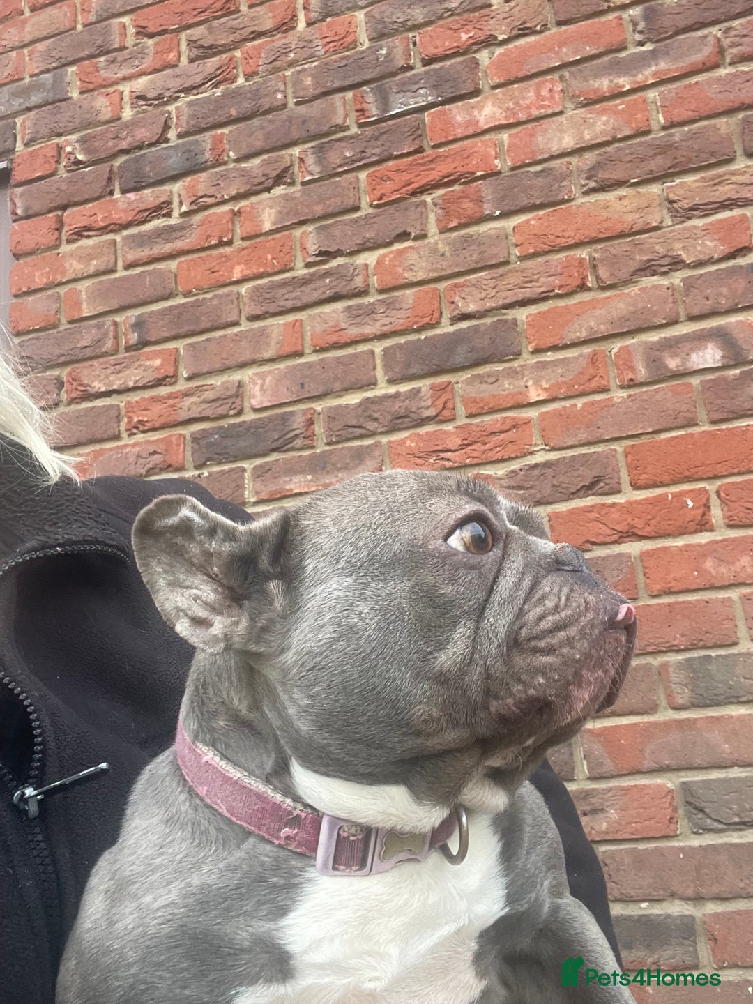 French Bulldog dogs for sale: Frenchie female - Advert 10