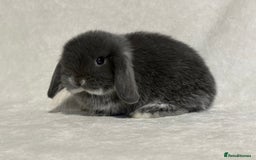 Mini Lop rabbits for sale: Pure mini lop babies to reserve  - Image 11