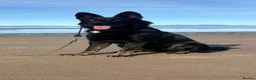 German Shepherd dogs for sale: Shawhead Shepherds  - Advert 15
