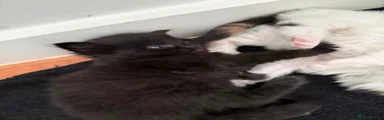Smudge
